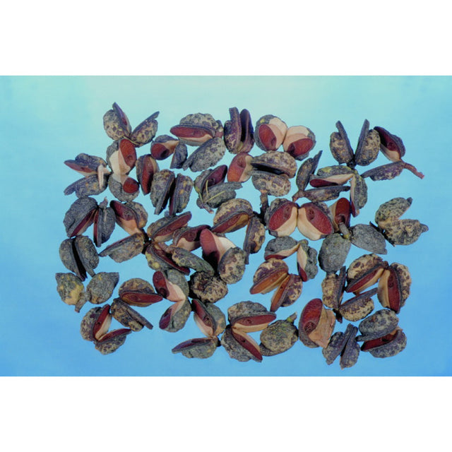 Hakea indiane natur