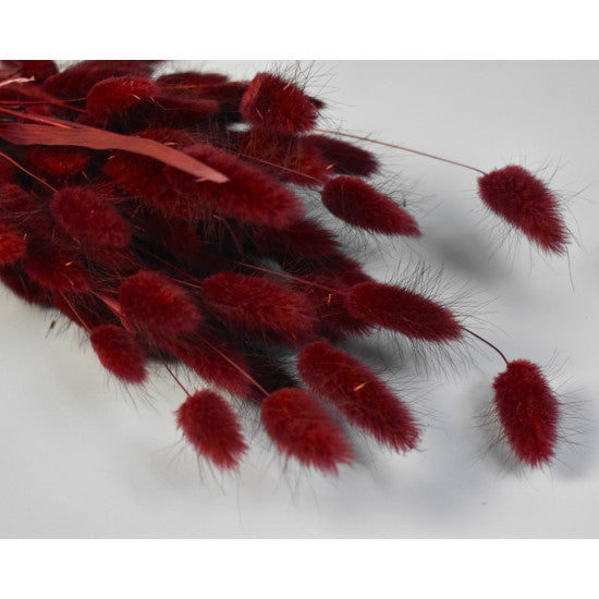 Lagurus 50g bordeaux