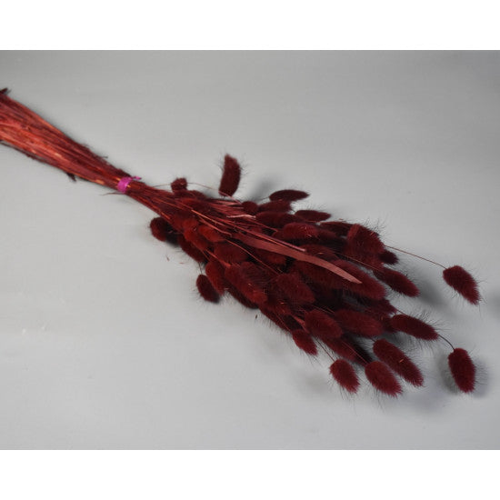 Lagurus 50g bordeaux