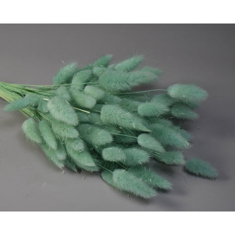 Lagurus 50g inalbit aqua