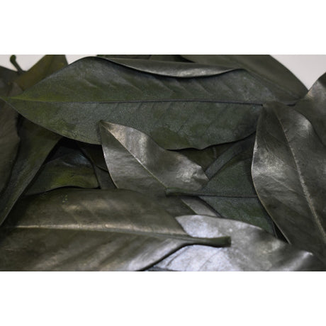 Frunze de magnolie prep. verde deschis