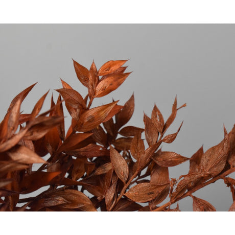 Ruscus portocaliu