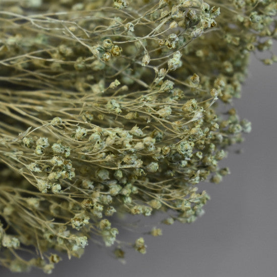 Broom Bloom 100g vopsit aqua