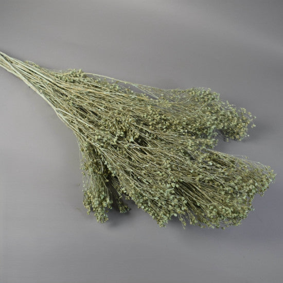 Broom Bloom 100g vopsit aqua