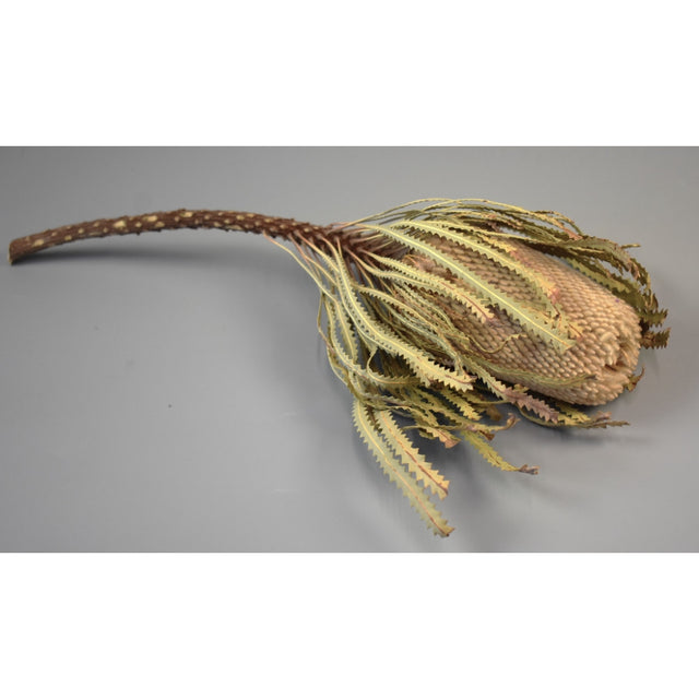 Banksia Hookerana natur