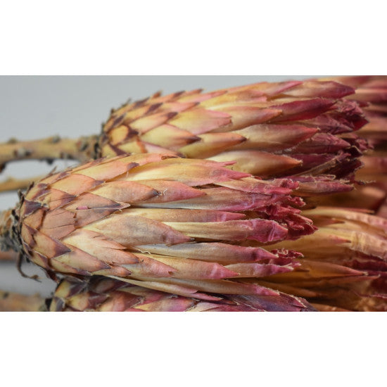 Protea obtusifolia natur