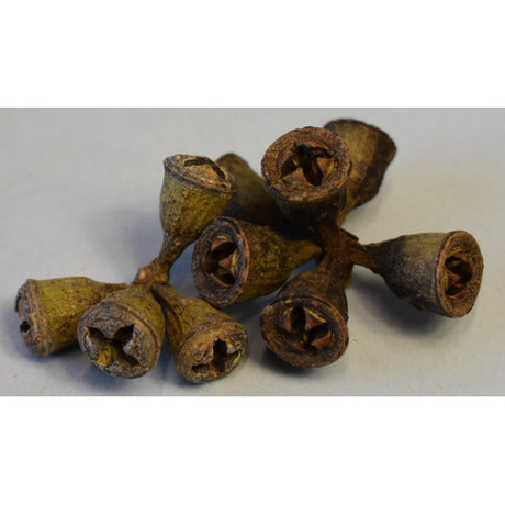 Roade de eucalypt mini natur