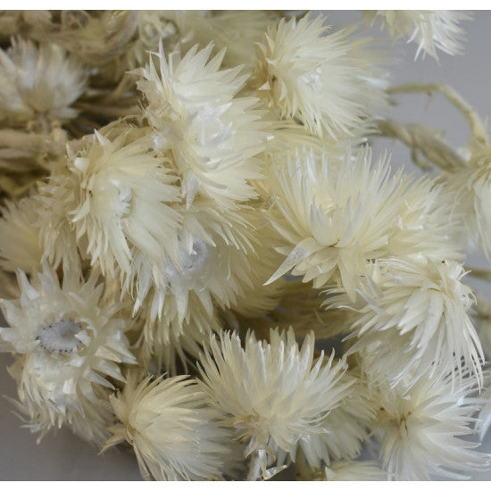 Buchet capblume 30-40cm natur