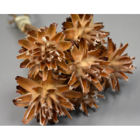 Plumosum cu coada natur