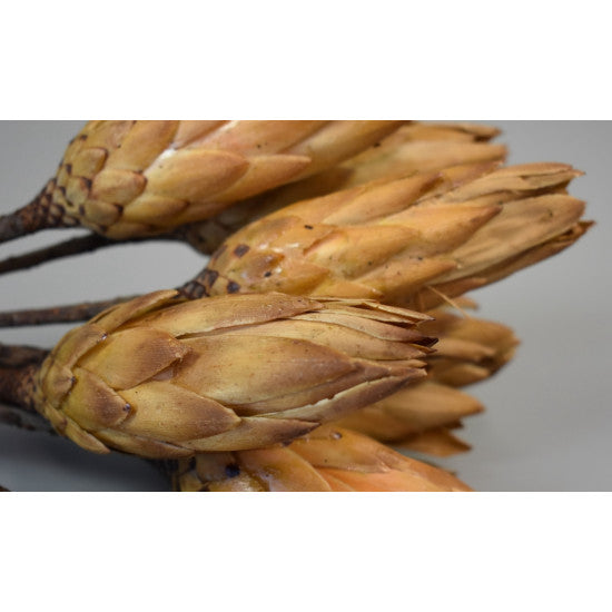 Protea galben boboci