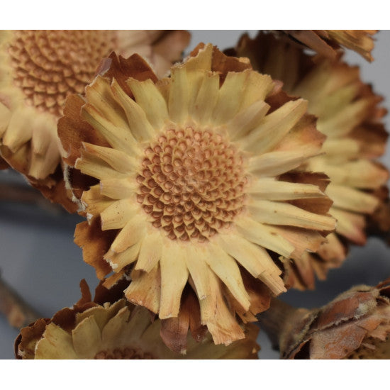 Protea compacta margarete natur deschis