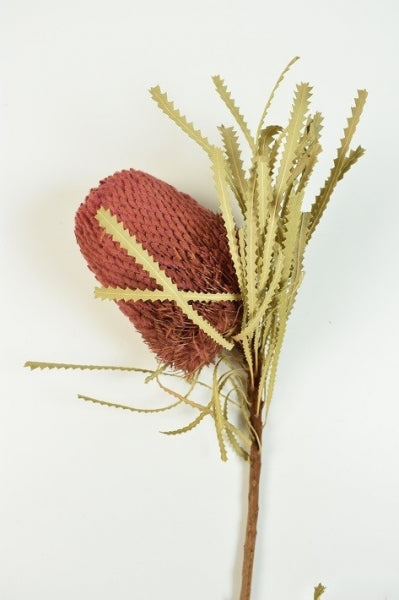 imagine produs Banksia hookerana