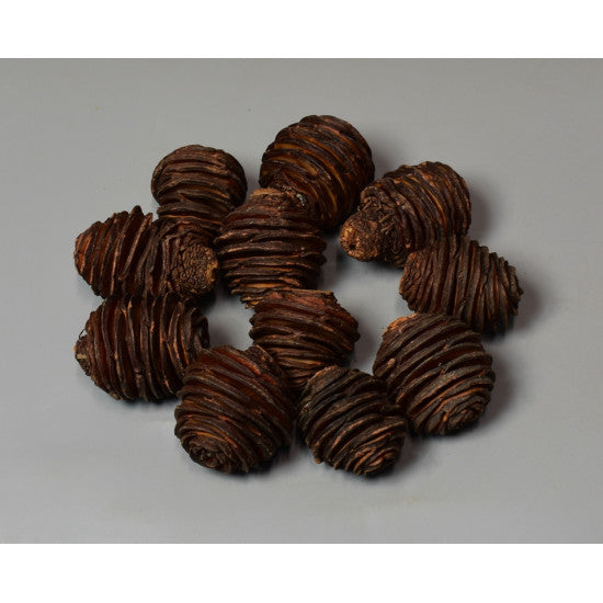 Capete platyspernum natur