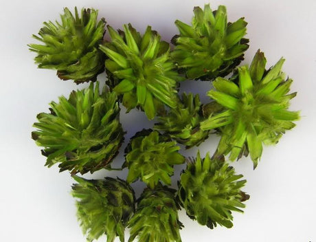 imagine produs Capete plumosum verde deschis