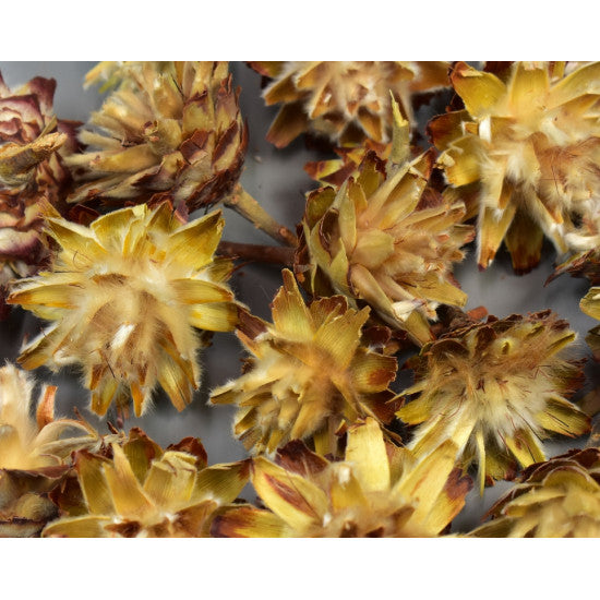 Capete plumosum cu coada natur deschis