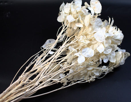 imagine produs Lunaria inalbit