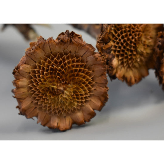 Protea margareta natur inchis