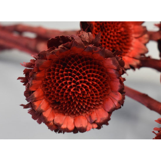 Protea margareta rosu inchis