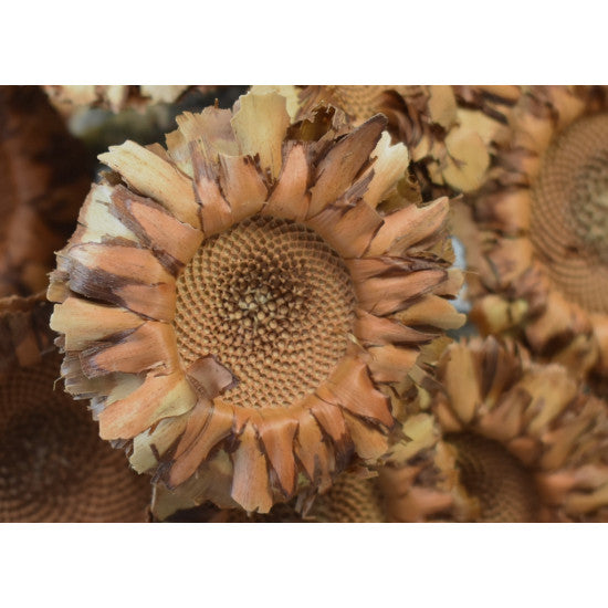 Protea coronata mini natur