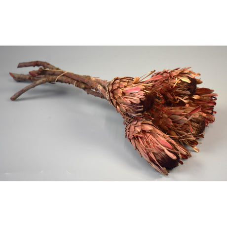 imagine produs Protea macrophylla rosu