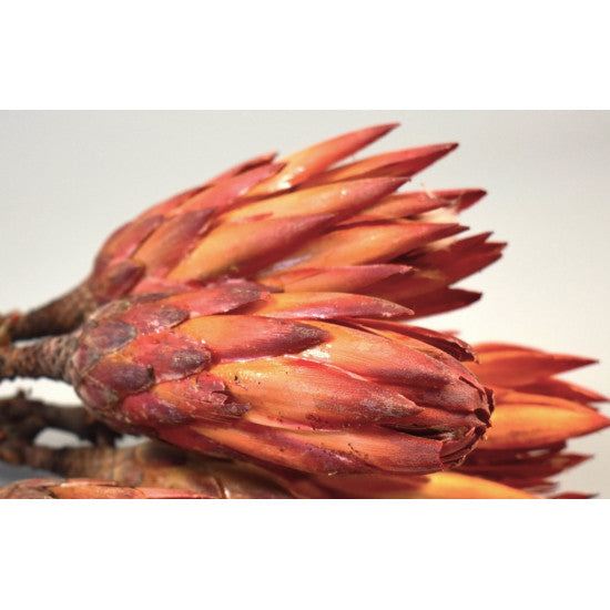 Protea rosu natur
