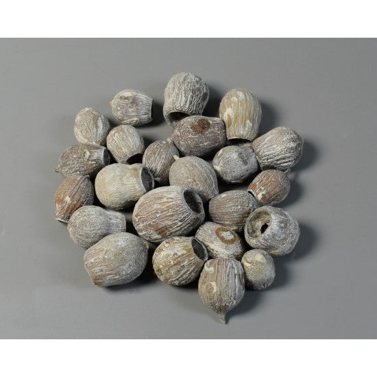 Eukalypt/Bell gum cu chiciura