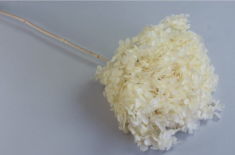 imagine produs Fir hortensie preparat inalbit 0.034kg D:20cm