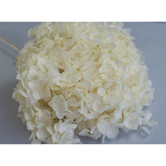 Fir hortensie preparat inalbit 0.034kg d:20cm