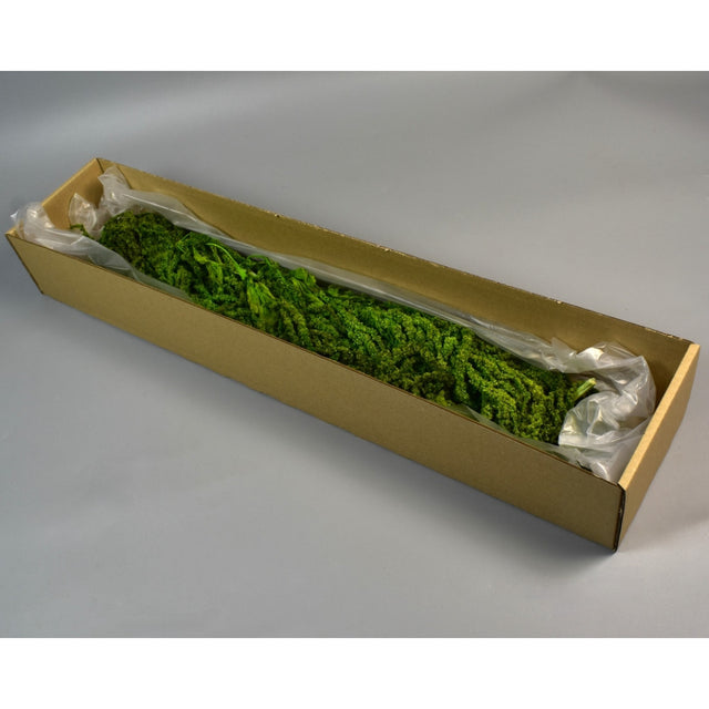 Amaranthus caudatus preparat inalbit verde deschis .2x0.1kg