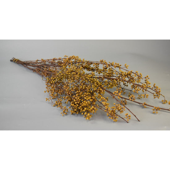 Crengi Eukalypt  galben