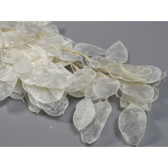Lunaria Holdviola inalbit 20gr/pch.