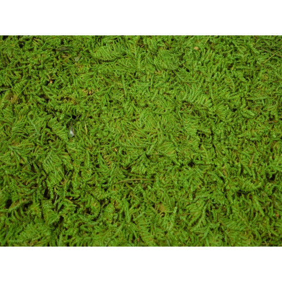 Peretar din muschi 30x30cm verde mediu