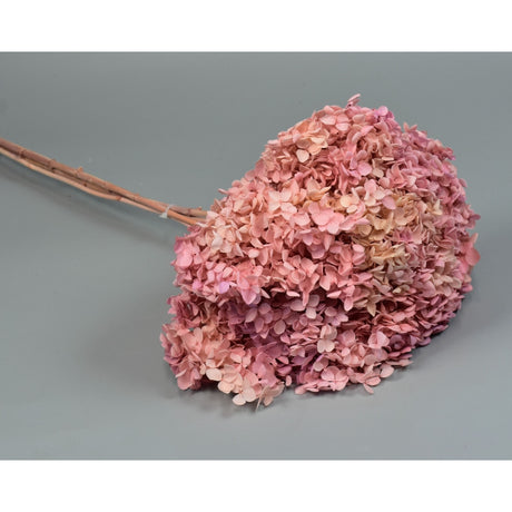imagine produs Hortensie 18-23cm prep. roz