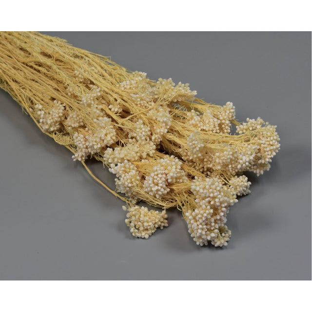 Floare orez prep.inalbit