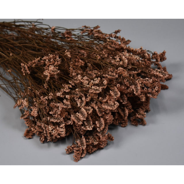 Limonium sinensis prep. cappuccino