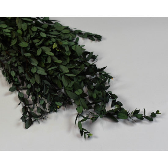 Eukalypt parvifolia preparat verde
