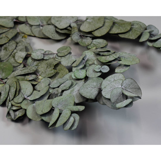 Eukalypt argintiu Cinerea preparat verde