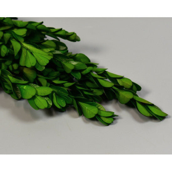 Buxus preparat verde oliv