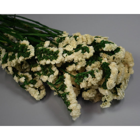 Limonium sinuatum preparat alb