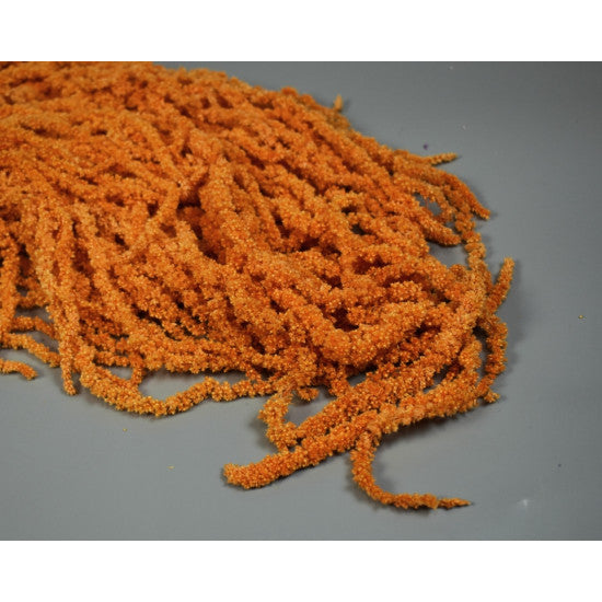 Amaranthus caudatus inalbit portocaliu