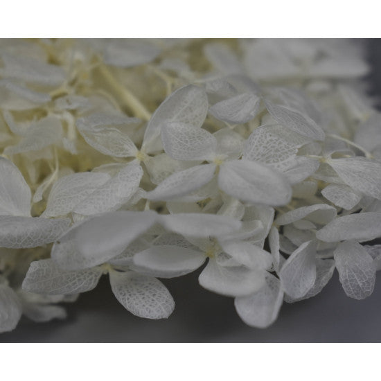 Hortensie buga 25cm inalbit