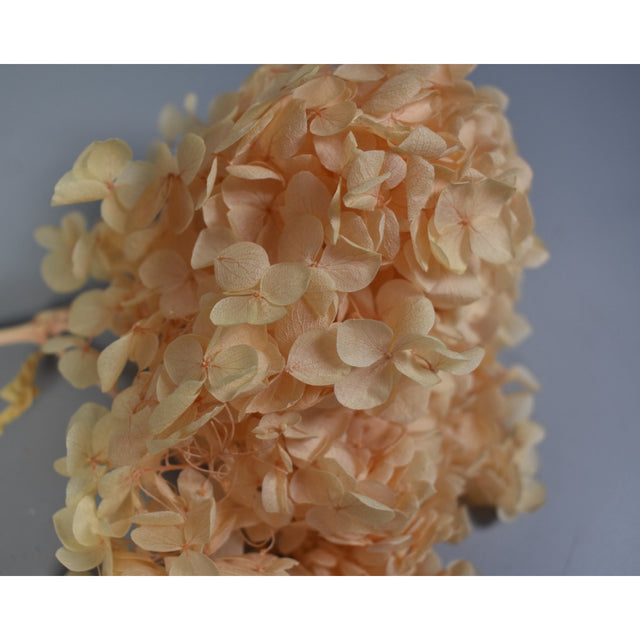 Hortensie 15-20cm. preparat portocaliu