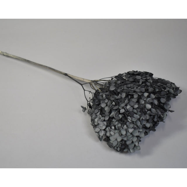 Hortensie 15-20cm prep. negru