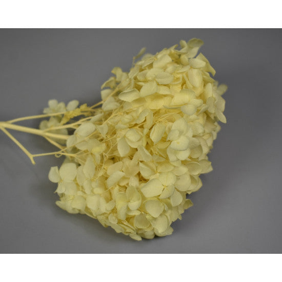 Hortensie 15-20cm preparat crem