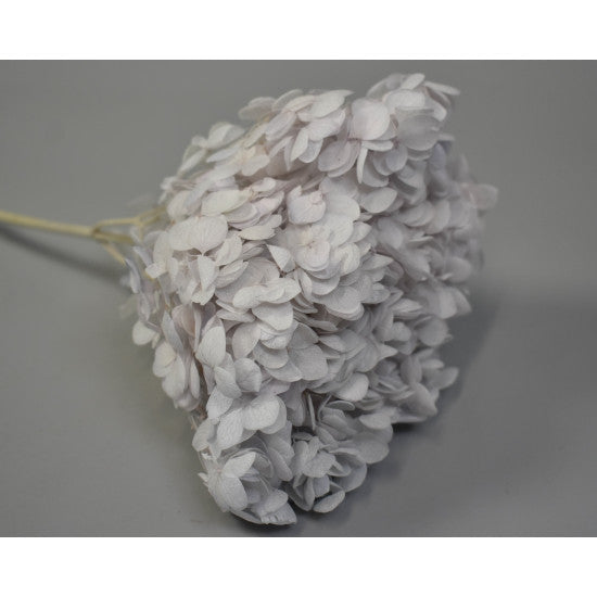 Hortensie 15-20cm preparat albastru deschis
