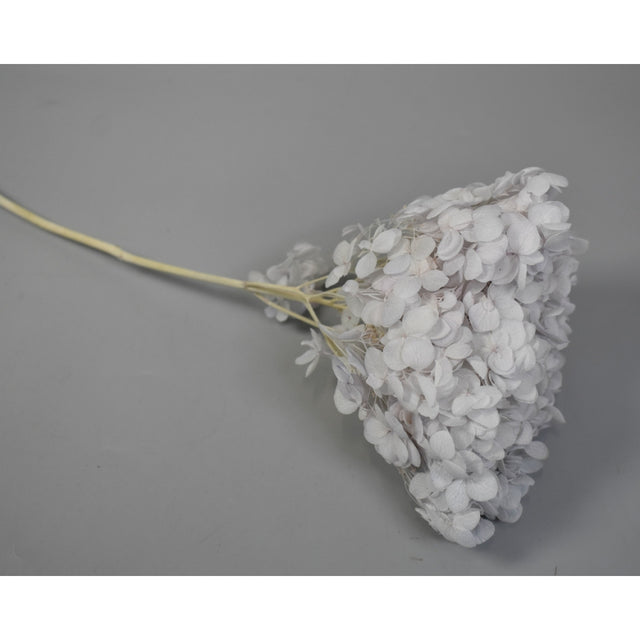 Hortensie 15-20cm prep. albastru deschis
