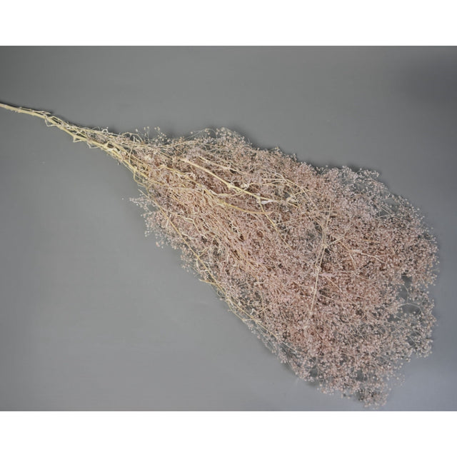 Floare de voal salbatic preparat inalbit piersica
