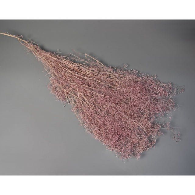 Floare de voal salbatic preparat inalbit roz