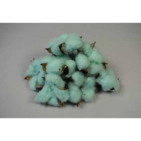 Flori de bumbac albastru deschis