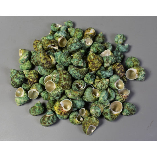Scoici aquamarina natur 1kg